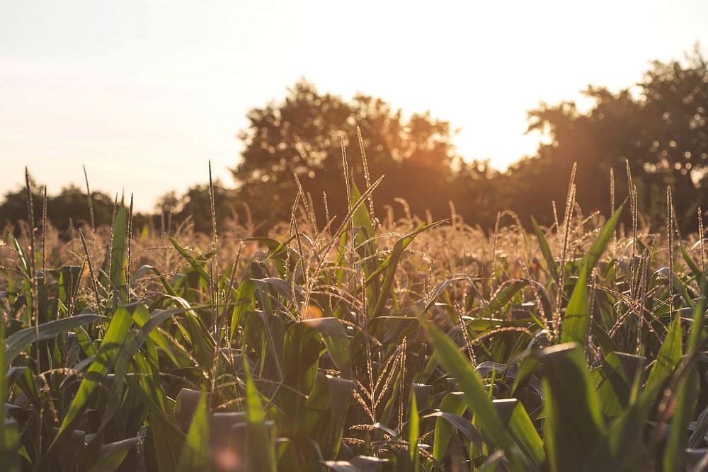 Sunset across the corn field