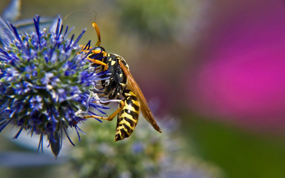 Yellow jacket wasp on a flower