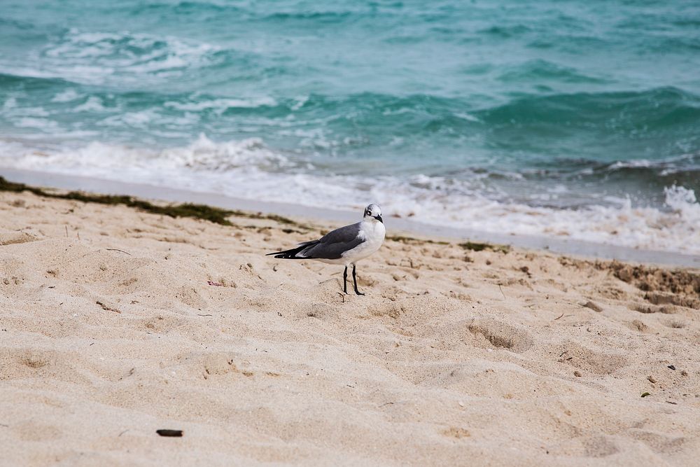 Black and white bird on a sandy shore