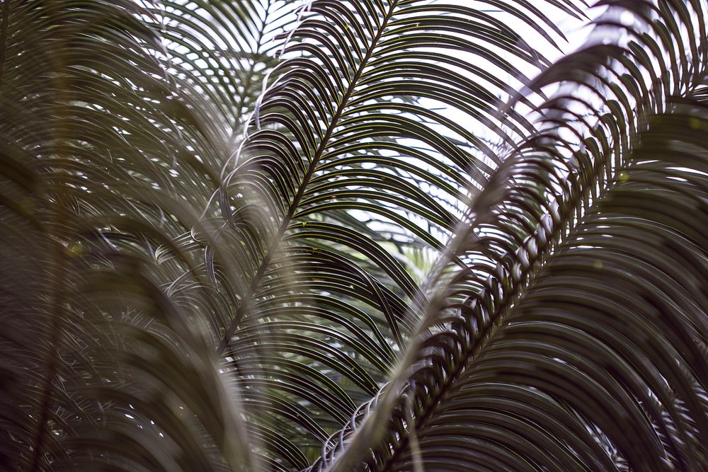 Fern plants with skinny leaves