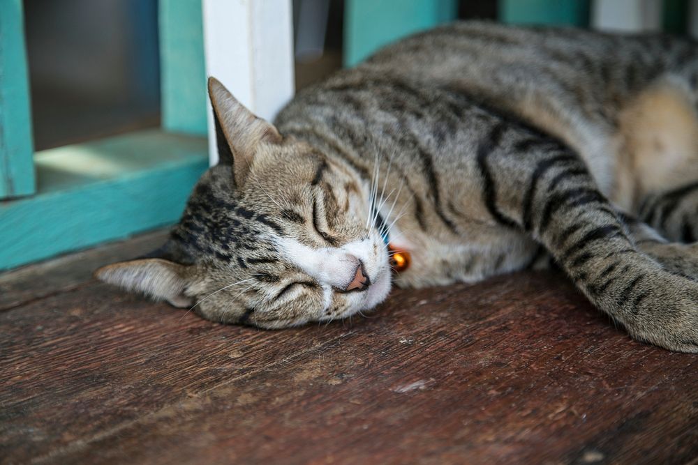 Sleeping domestic cat