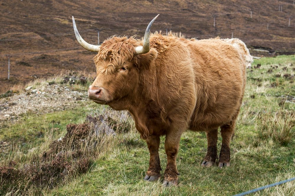 Brown hair highland cattle