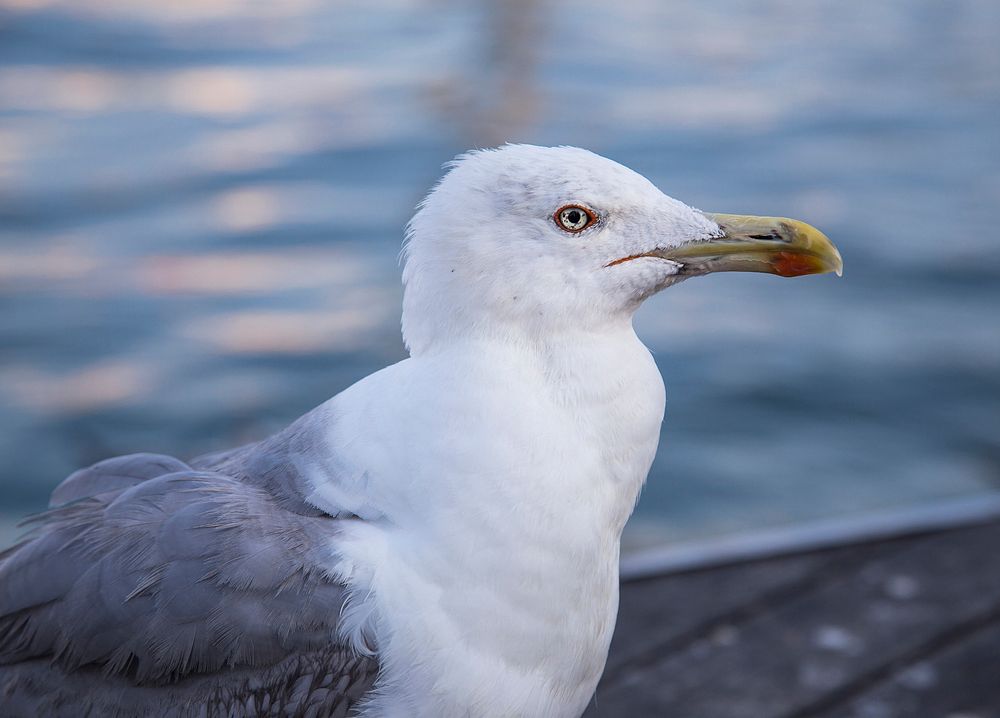 A seagull by the water