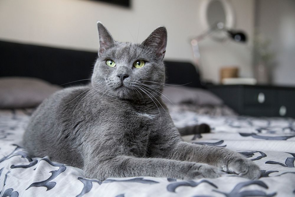 Grey domestic cat in bed