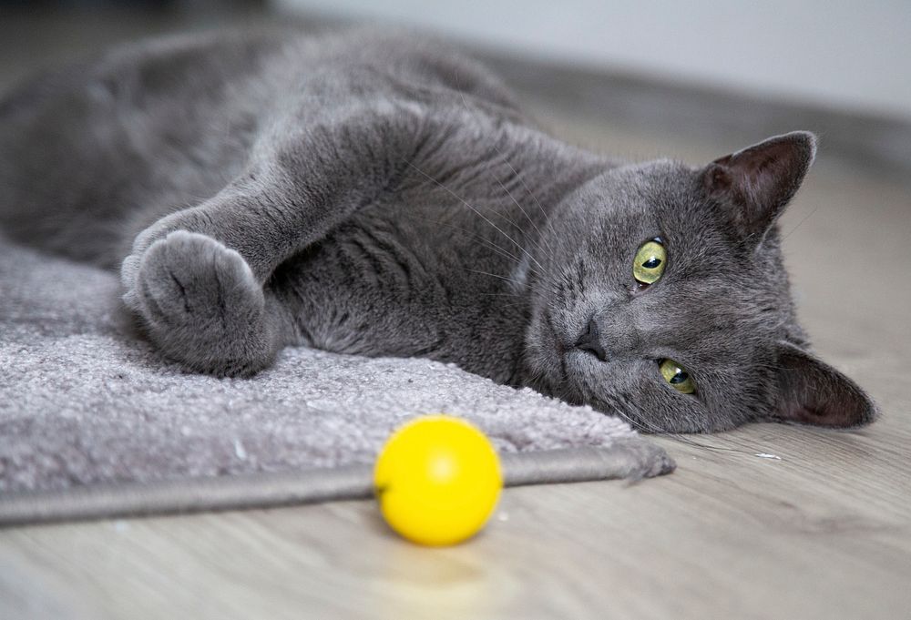 Grey domestic cat with a yellow ball on the floor