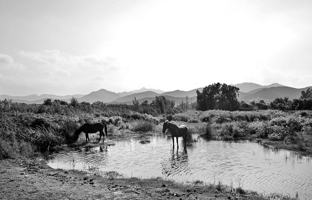 Black and white image of a rural place