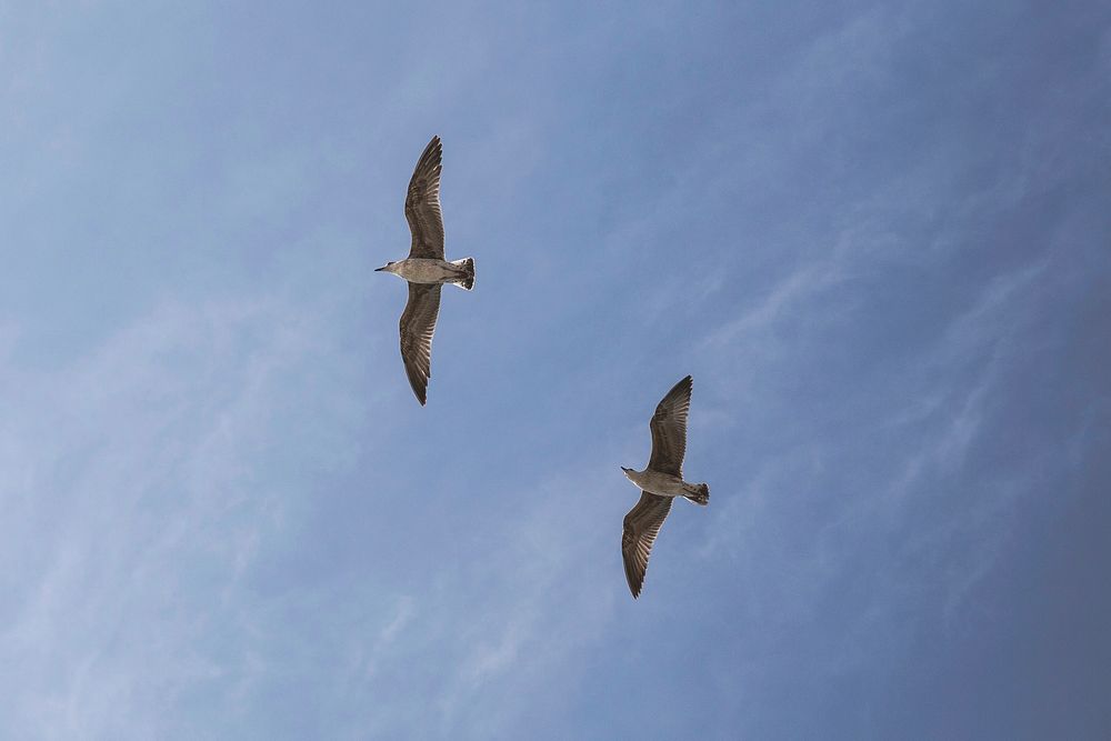 Two seagulls flying over in the sky