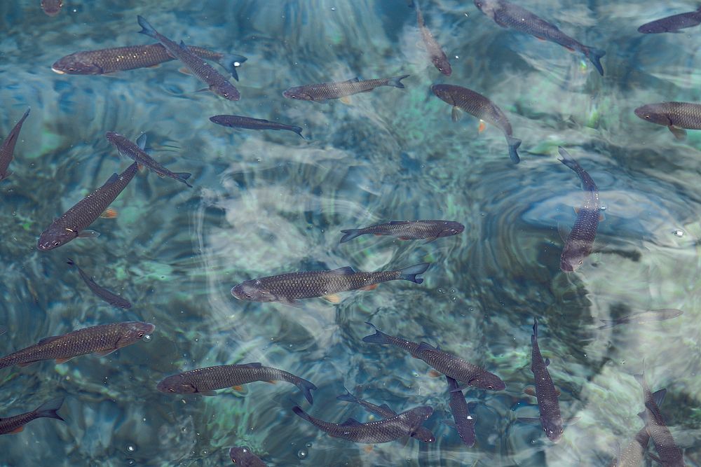 Group of fish under the clear water