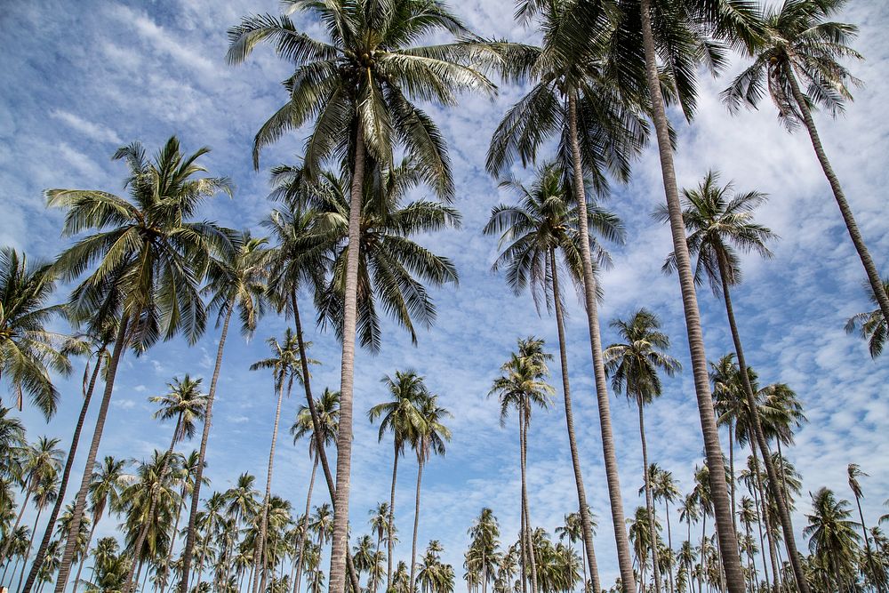 Coconut trees and a blue sky