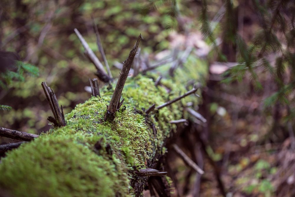 Close up of a thick branch with thorns sticking out