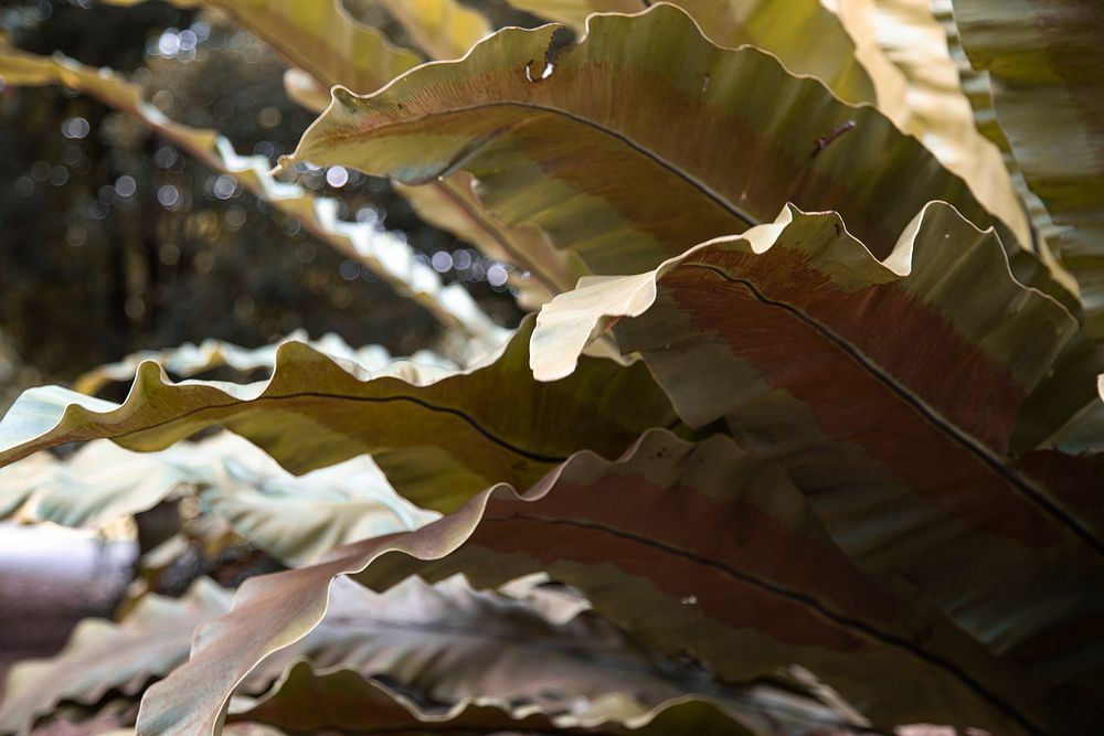 Giant banana leaf drying out