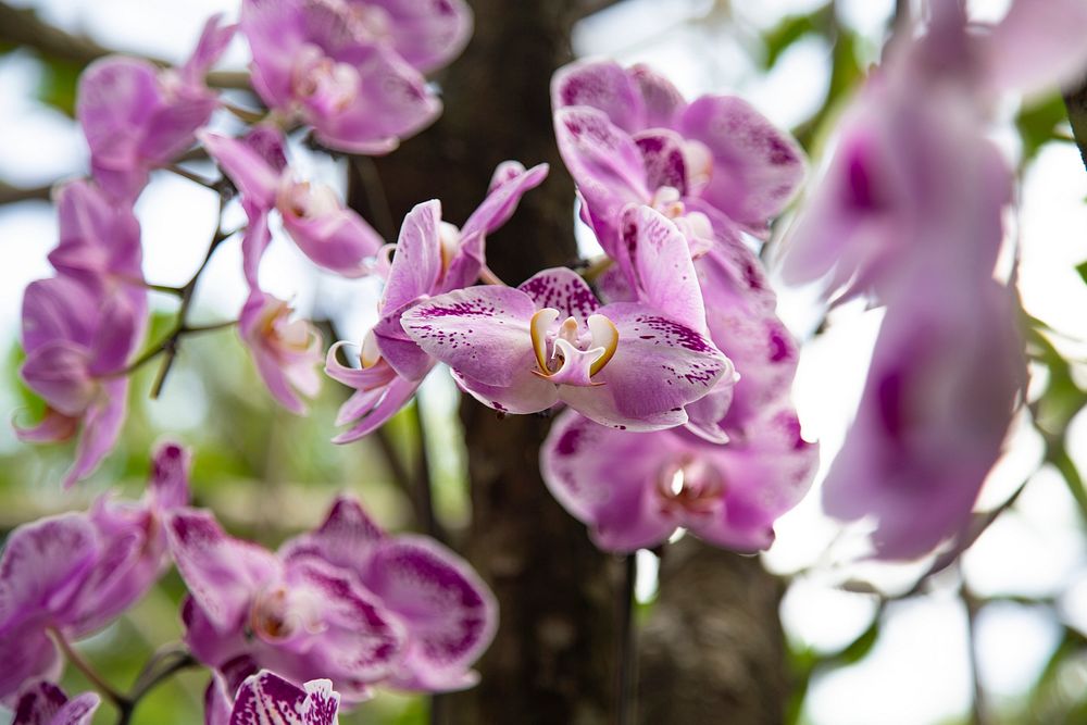Close up of  doritaenopsis Orchid