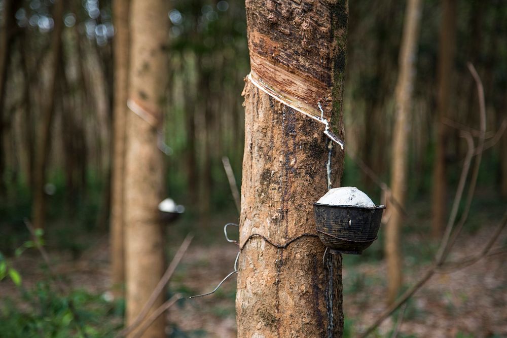Rubber tree tapping