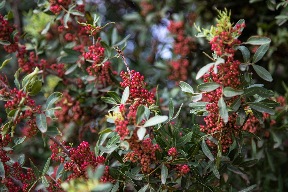 Abundant and blooming red berry plants