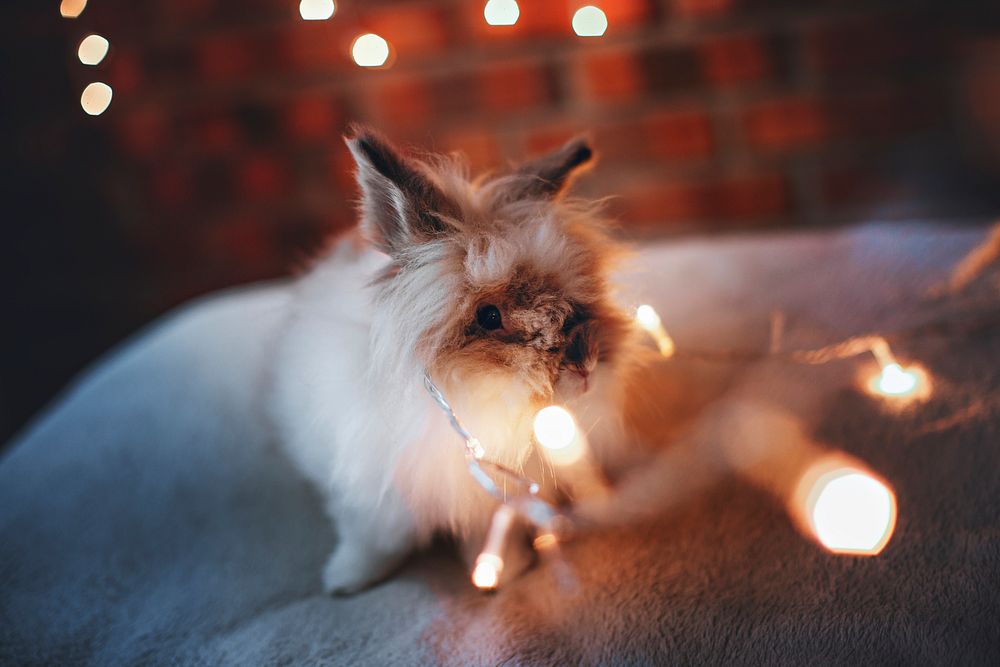 Lionhead rabbit with Christmas lights | Free Photo - rawpixel