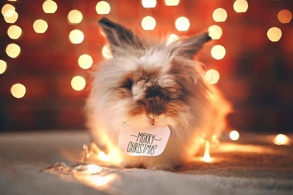 Lionhead rabbit with Christmas lights