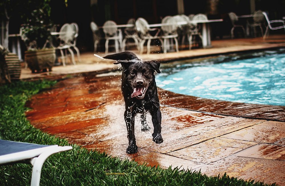 Chocolate labrador enjoying pool time