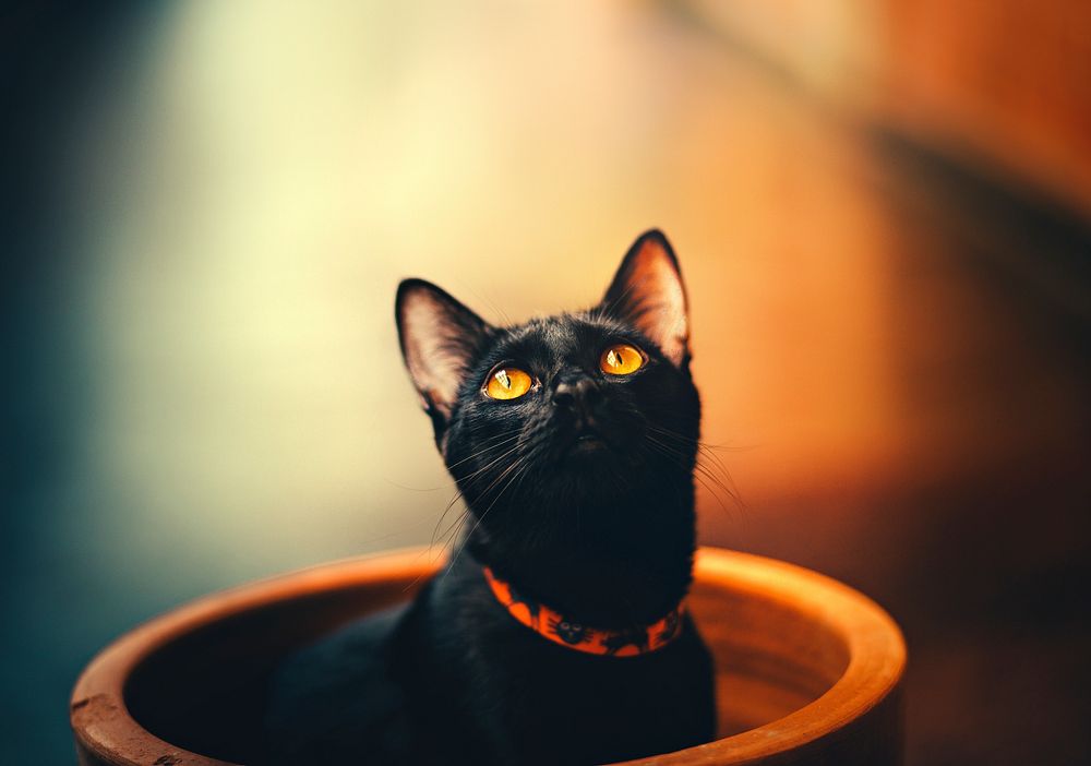 Cute black cat