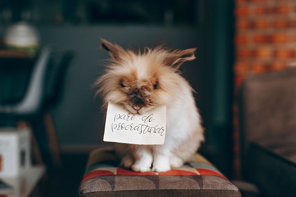 Bunny with a pare de procrastinar card