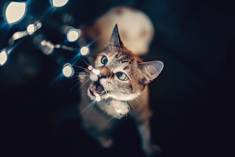 Cat playing with lights