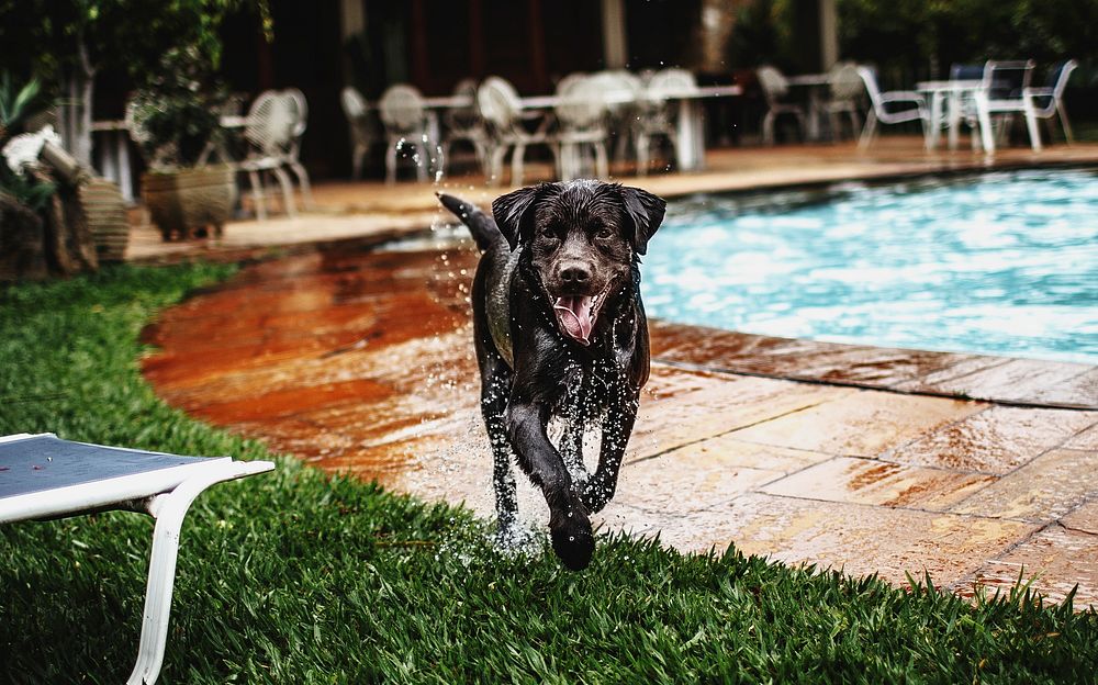 Chocolate labrador enjoying pool time