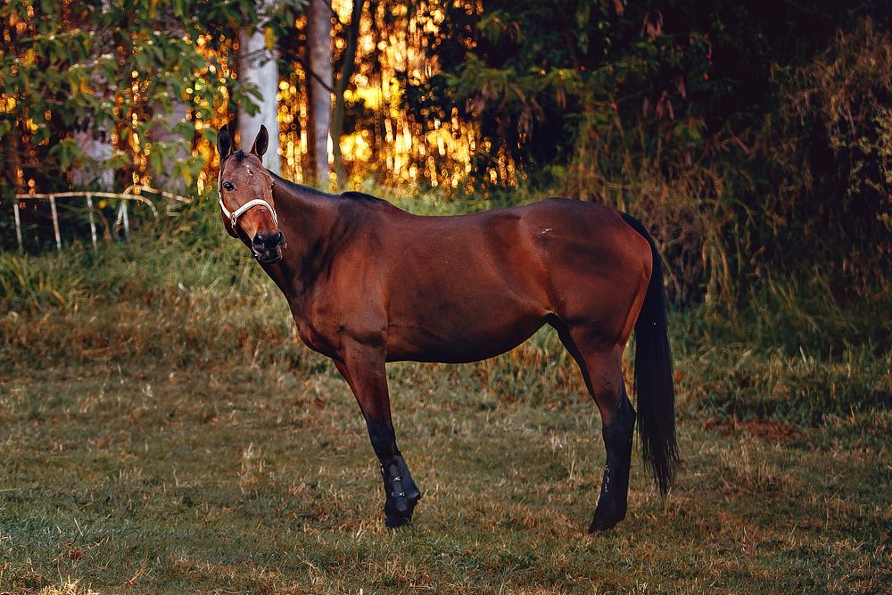 A horse in a field at Belo Horizonte, Brazil