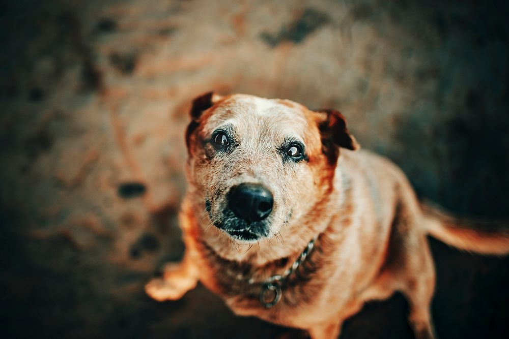 Dog at Belo Horizonte, Brazil