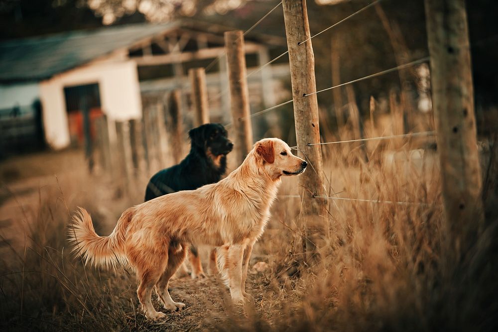 Dogs at a farm in Belo Horizonte, Brazil