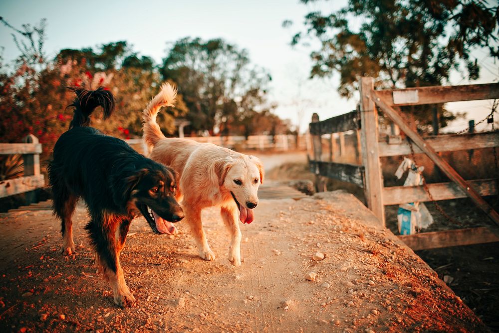Dogs at a farm in Belo Horizonte, Brazil