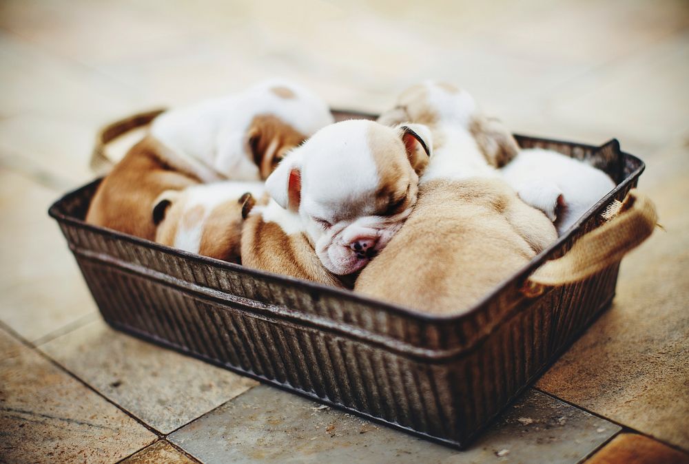 English bulldog puppies