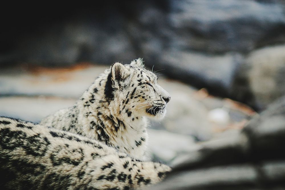 Snow leopard at a zoo