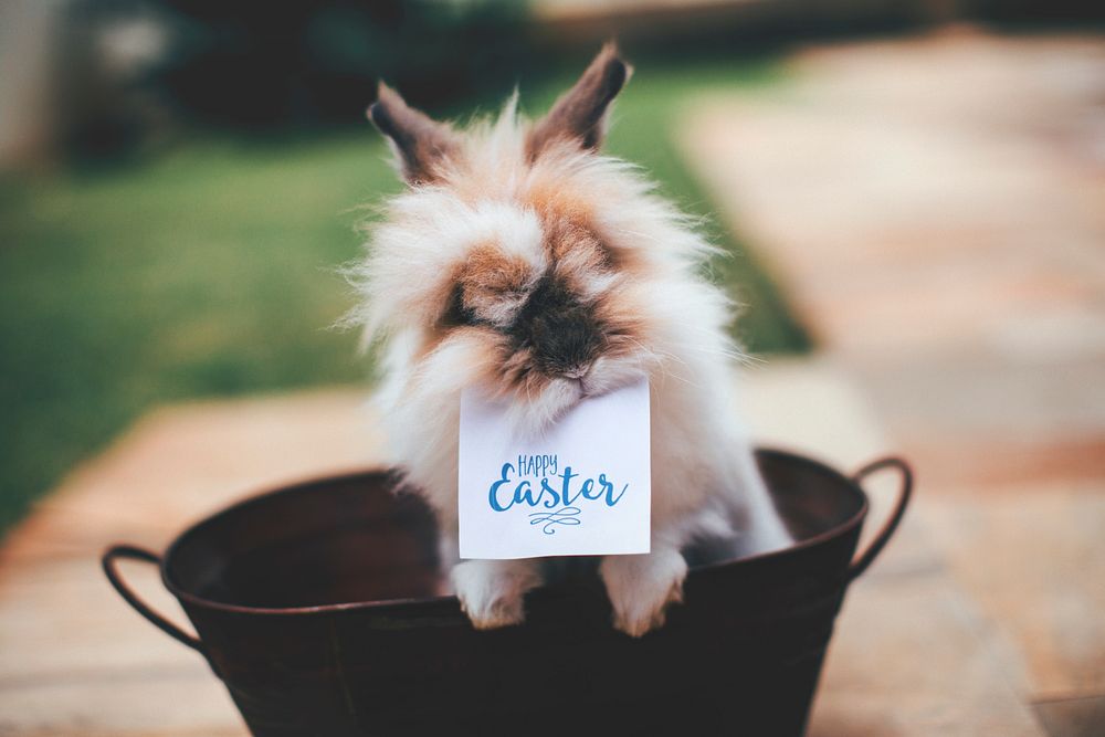 Bunny with Happy Easter card