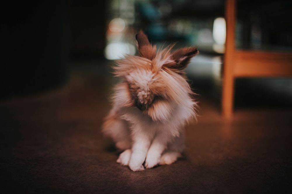 Cute and fluffy lionhead rabbit
