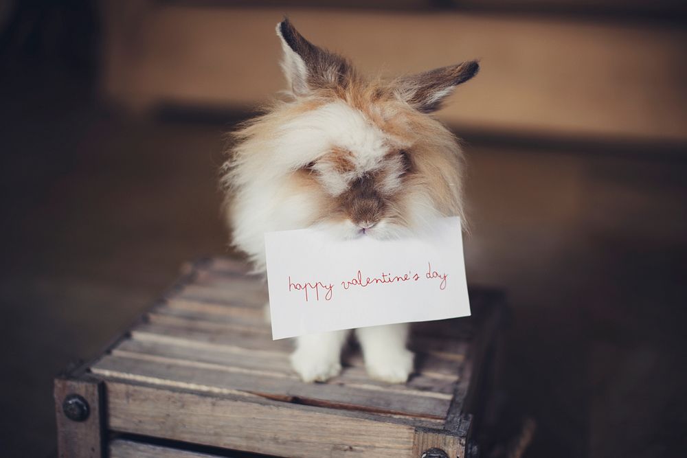 Bunny with a Happy Valentines Day card