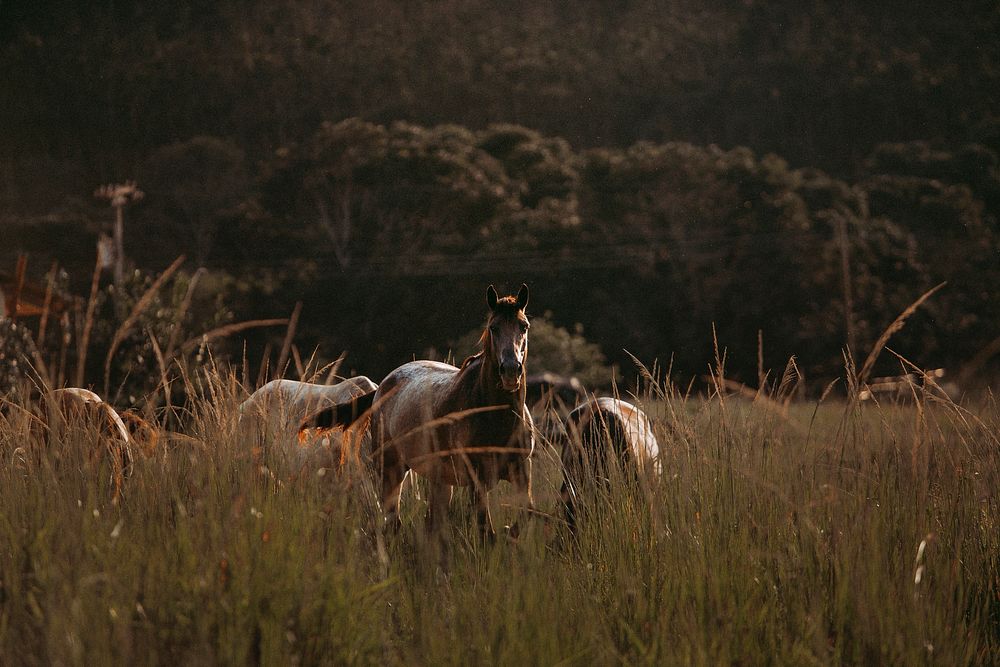 Horses in a field at Belo Horizonte, Brazil