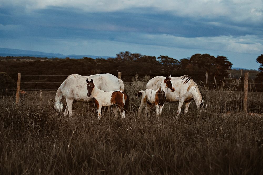 Horses in a field at Belo Horizonte, Brazil