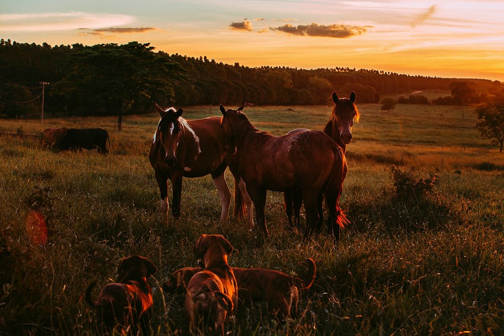 Horses in golden fields at Belo Horizonte, Brazil