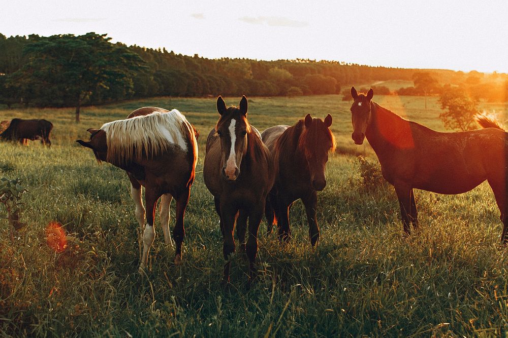 Horses in golden fields at Belo Horizonte, Brazil