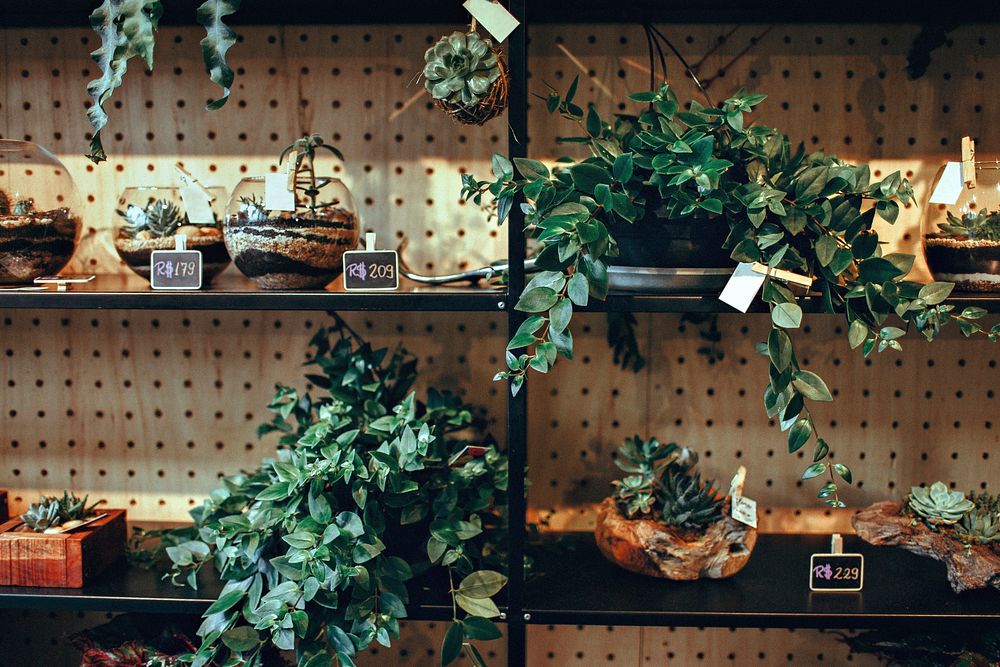 Plants for sale in a shop