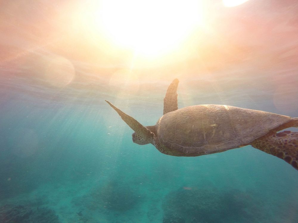 A turtle under the water in Oahu, Hawaii