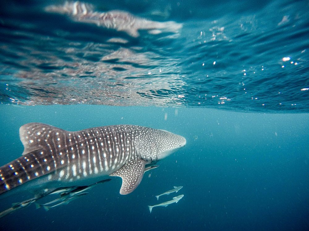 Great whale shark in Exmouth, Australia
