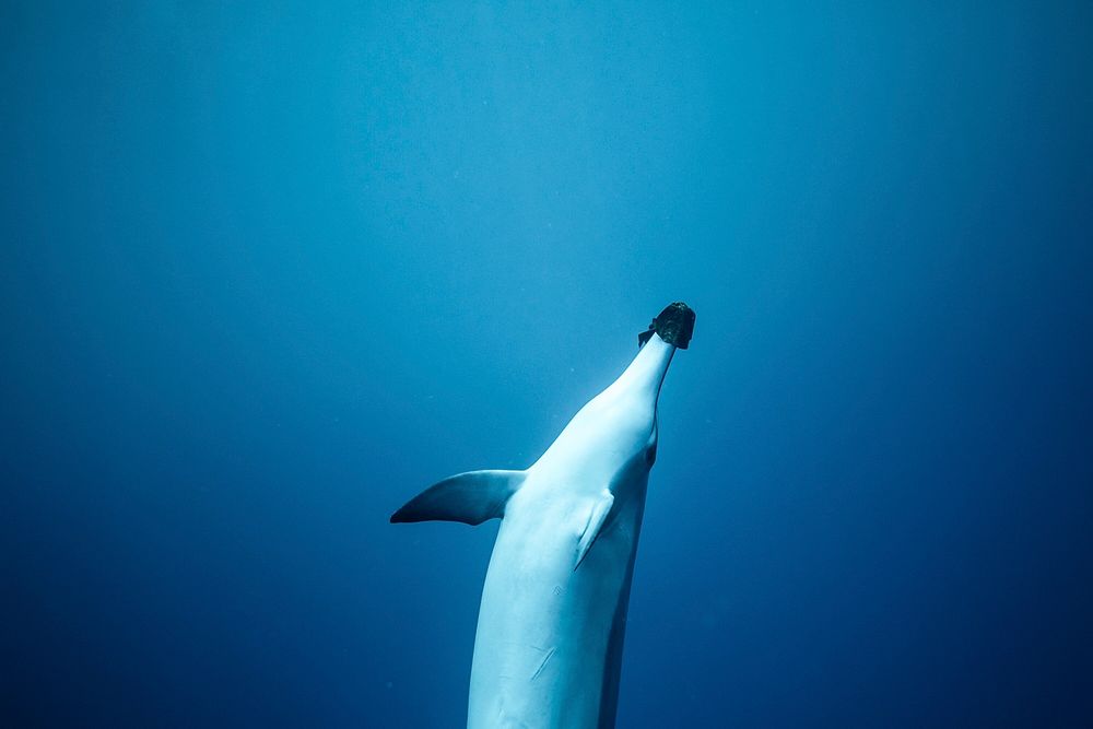 A dolphin in Kailua-Kona, Hawaii USA