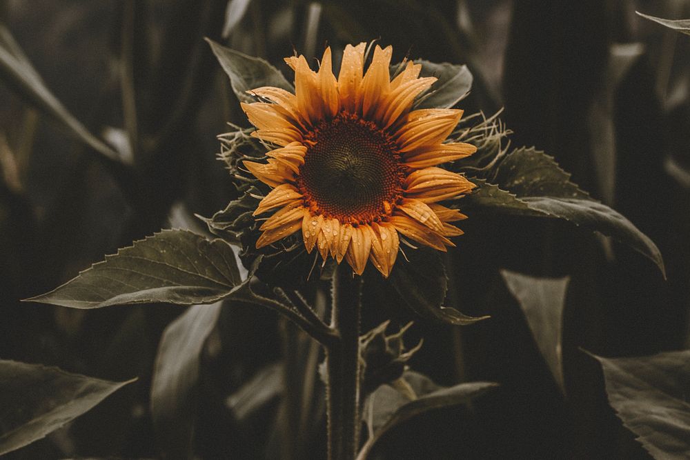 Sunflower after the rain