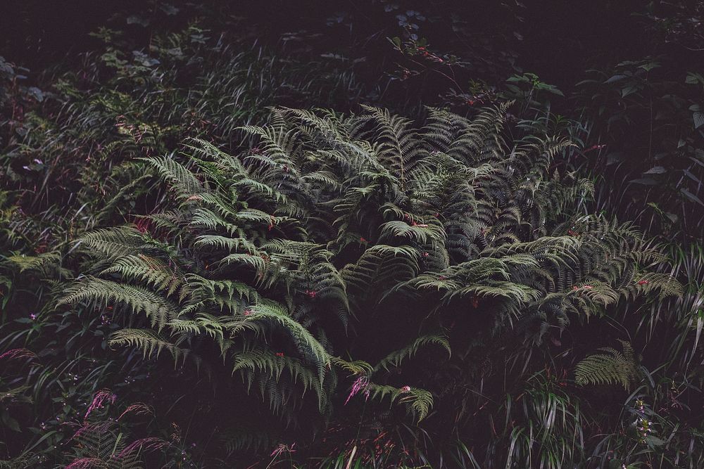 Fern plants in a dark environment