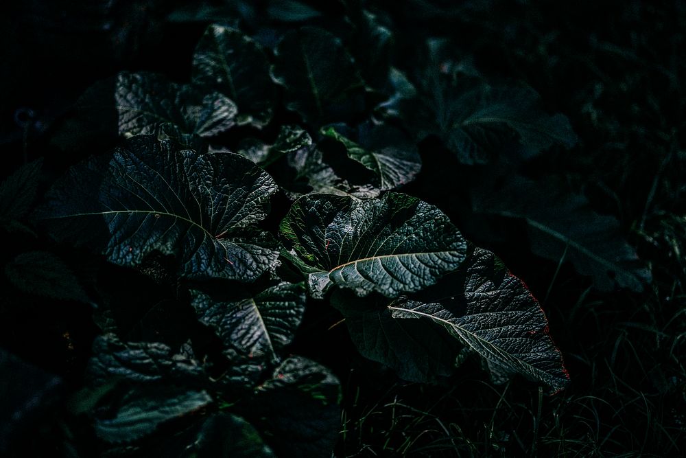 Green leaves in a dark environment