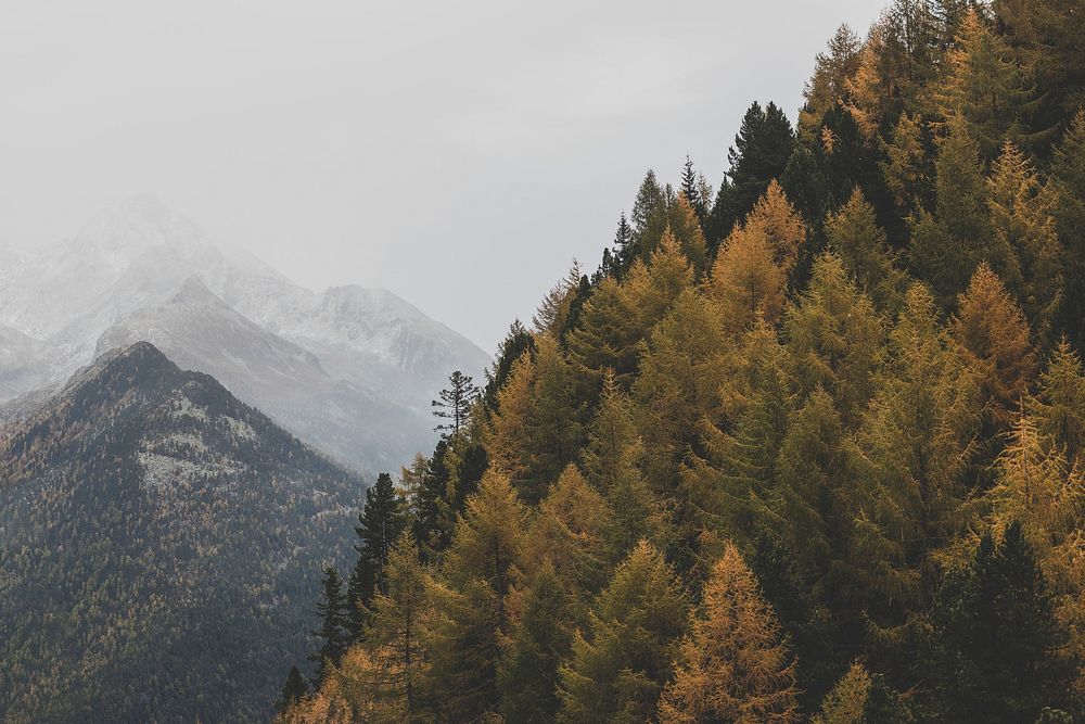 Yellow trees among the mist at Zillertal Alps, Italy