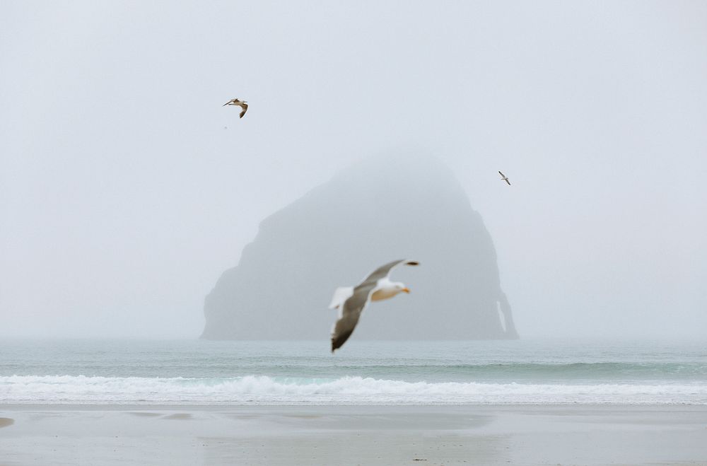 Terns flying over the Cannon Beach in Oregon, USA