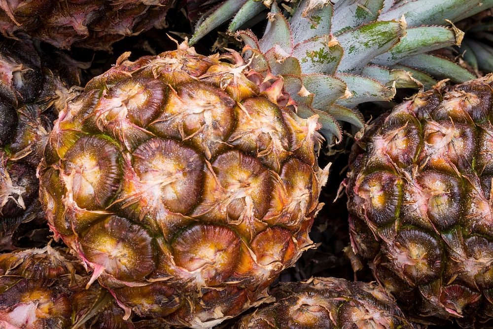 Closeup of young pineapple