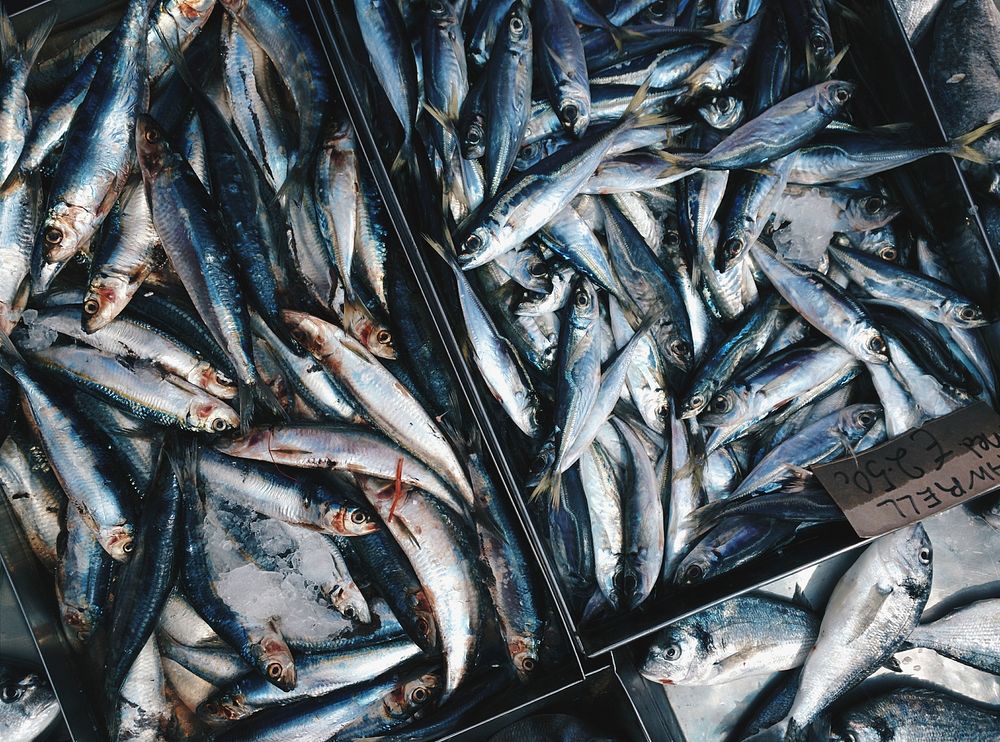 Fresh blue mackerel at a fish market