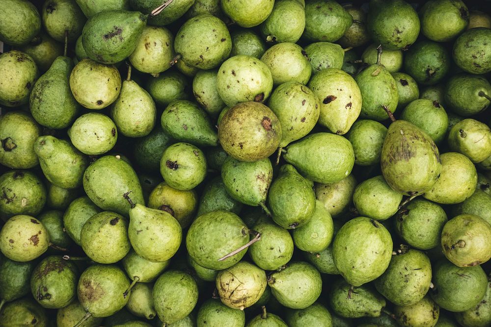 Fresh green guavas on sale